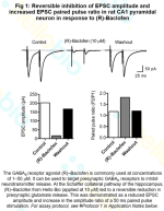 Reversible inhibition of EPSC amplitude and increased EPSC paired pulse ration in response to Baclofen
