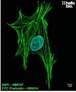 FITC Phalloidin