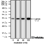Figure 2. SuperBlot™ Rapid Single-Step Blocking Solution enables signal detection in as little as 15 minutes.
