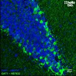 GAT1 expression in the rat cerebellum revealed with HB7632
