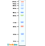 Prestained Protein Ladder (11 – 270 kDa)