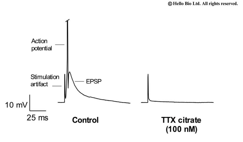 Figure 4. TTX citrate mediated inhibition of electrically evoked EPSP and action potential within cortical neuron